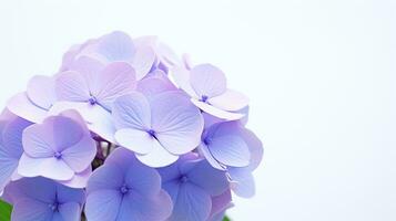 Photo of beautiful Hydrangea flower isolated on white background. Generative AI