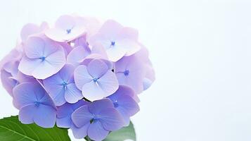 Photo of beautiful Hydrangea flower isolated on white background. Generative AI