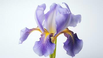 Photo of beautiful Iris flower isolated on white background. Generative AI
