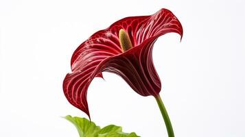 Photo of beautiful Jack-in-the-pulpit flower isolated on white background. Generative AI