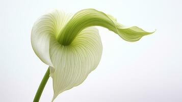 Photo of beautiful Jack-in-the-pulpit flower isolated on white background. Generative AI