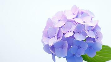 Photo of beautiful Hydrangea flower isolated on white background. Generative AI