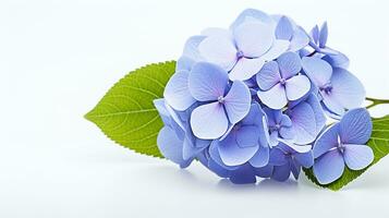 Photo of beautiful Hydrangea flower isolated on white background. Generative AI