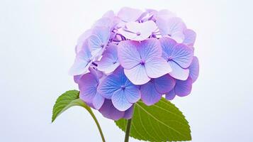 Photo of beautiful Hydrangea flower isolated on white background. Generative AI