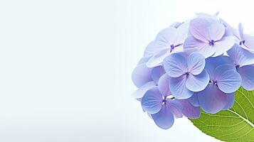 Photo of beautiful Hydrangea flower isolated on white background. Generative AI