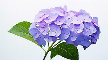 Photo of beautiful Hydrangea flower isolated on white background. Generative AI