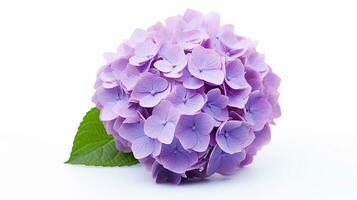 Photo of beautiful Hydrangea flower isolated on white background. Generative AI