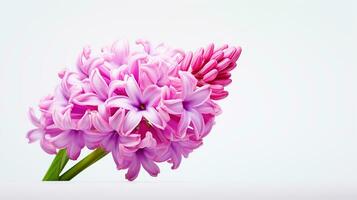 Photo of beautiful Hyacinth flower isolated on white background. Generative AI