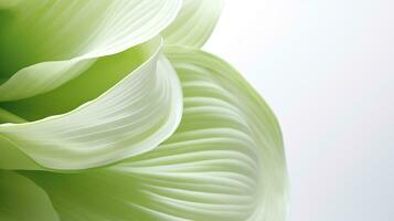 Photo of beautiful Hosta flower isolated on white background. Generative AI