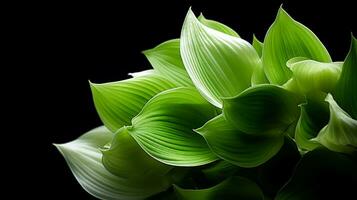 Photo of beautiful Hosta flower isolated on white background. Generative AI