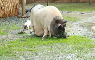 Mother and baby pigs on muddy soil, pig farms and farming careers. photo