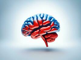 Human brain, illustration in red and blue colors on white background. photo