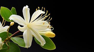 Photo of beautiful Honeysuckle flower isolated on white background. Generative AI