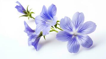 Photo of beautiful Jacob's Ladder flower isolated on white background. Generative AI