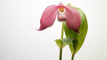 Photo of beautiful Lady's Slipper flower isolated on white background. Generative AI