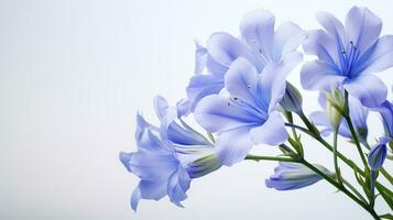 Photo of beautiful Jacob's Ladder flower isolated on white background. Generative AI