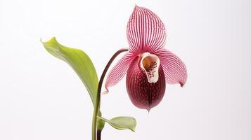 Photo of beautiful Lady's Slipper flower isolated on white background. Generative AI