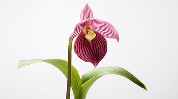 Photo of beautiful Lady's Slipper flower isolated on white background. Generative AI