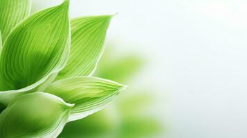 foto de hermosa hosta flor aislado en blanco antecedentes. generativo ai