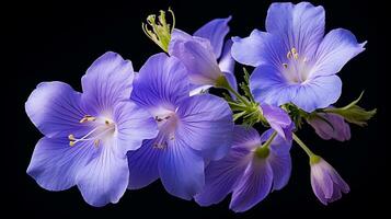 Photo of beautiful Jacob's Ladder flower isolated on white background. Generative AI