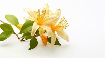 Photo of beautiful Honeysuckle flower isolated on white background. Generative AI