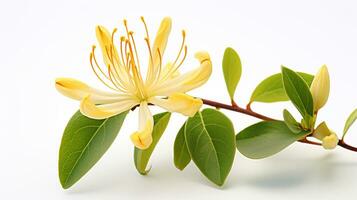 Photo of beautiful Honeysuckle flower isolated on white background. Generative AI