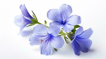 Photo of beautiful Jacob's Ladder flower isolated on white background. Generative AI