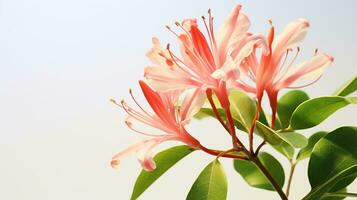 Photo of beautiful Honeysuckle flower isolated on white background. Generative AI