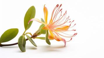 Photo of beautiful Honeysuckle flower isolated on white background. Generative AI