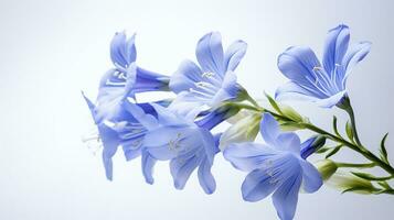 Photo of beautiful Jacob's Ladder flower isolated on white background. Generative AI