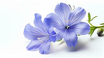 Photo of beautiful Jacob's Ladder flower isolated on white background. Generative AI