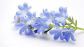 Photo of beautiful Jacob's Ladder flower isolated on white background. Generative AI