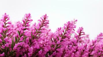 Photo of beautiful Heather flower isolated on white background. Generative AI