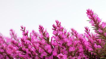 Photo of beautiful Heather flower isolated on white background. Generative AI