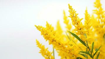 Photo of beautiful Goldenrod flower isolated on white background. Generative AI