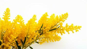 Photo of beautiful Goldenrod flower isolated on white background. Generative AI