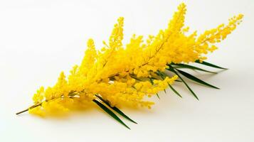 Photo of beautiful Goldenrod flower isolated on white background. Generative AI