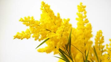 Photo of beautiful Goldenrod flower isolated on white background. Generative AI