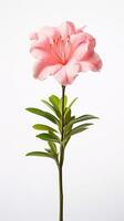 foto de hermosa gladiolo flor aislado en blanco antecedentes. generativo ai