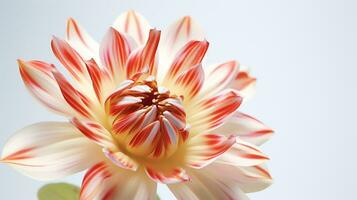 foto de hermosa arlequín flor flor aislado en blanco antecedentes. generativo ai