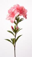 Photo of beautiful Gladiolus flower isolated on white background. Generative AI