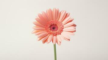 Photo of beautiful Gerbera flower isolated on white background. Generative AI