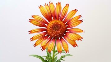 foto de hermosa gaillardia flor aislado en blanco antecedentes. generativo ai