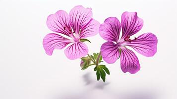 Photo of beautiful Geranium flower isolated on white background. Generative AI