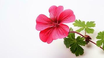 Photo of beautiful Geranium flower isolated on white background. Generative AI