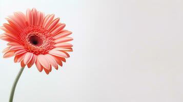 Photo of beautiful Gerbera flower isolated on white background. Generative AI