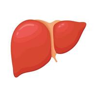 Vector healthy liver on white background