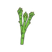 Kids drawing Cartoon Vector illustration asparagus icon Isolated on White Background