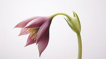 foto de hermosa fritillaria flor aislado en blanco antecedentes. generativo ai