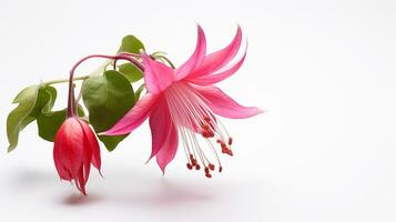 Photo of beautiful Fuchsia flower isolated on white background. Generative AI